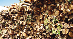 pp-pulp-production-woodlogs